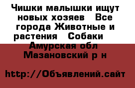   Чишки-малышки ищут новых хозяев - Все города Животные и растения » Собаки   . Амурская обл.,Мазановский р-н